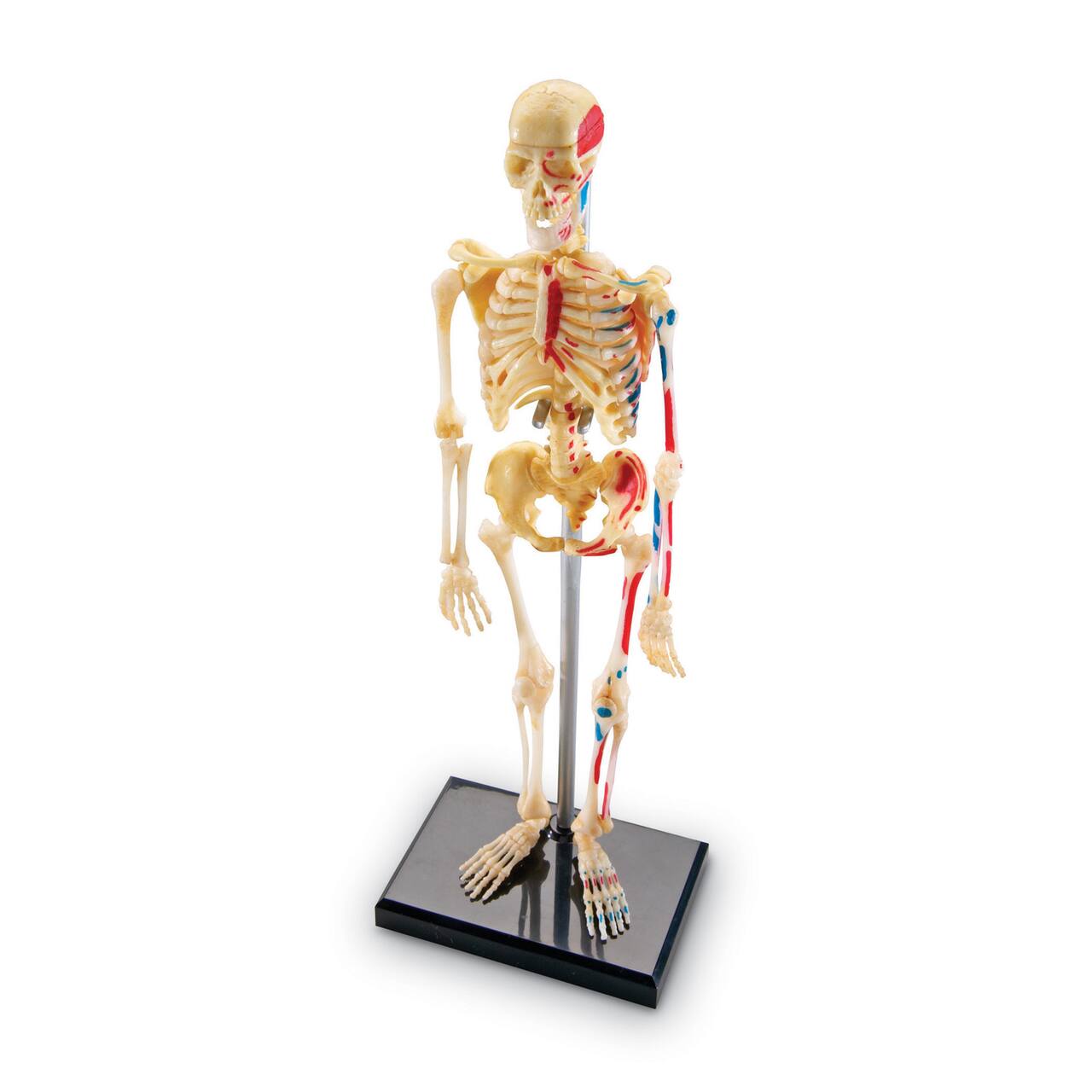 Learning Resources&#xAE; Skeleton Anatomy Model